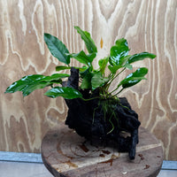 Scapeshop.com.au One Only Anubias 'Petite Emerald Heart' on Medium Driftwood Creation - One Only - Beautiful Buy Anubias Petite Emerald Heart Medium Driftwood ONE ONLY Scapeshop