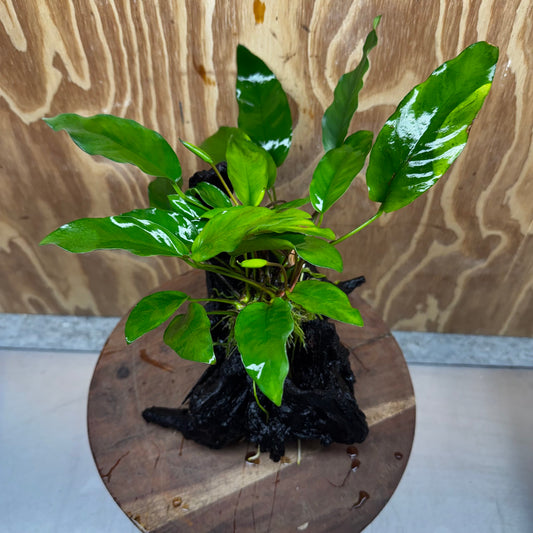 Scapeshop.com.au One Only Anubias 'Petite Emerald Heart' on Medium Driftwood Creation - One Only - Beautiful Buy Anubias Petite Emerald Heart Medium Driftwood ONE ONLY Scapeshop