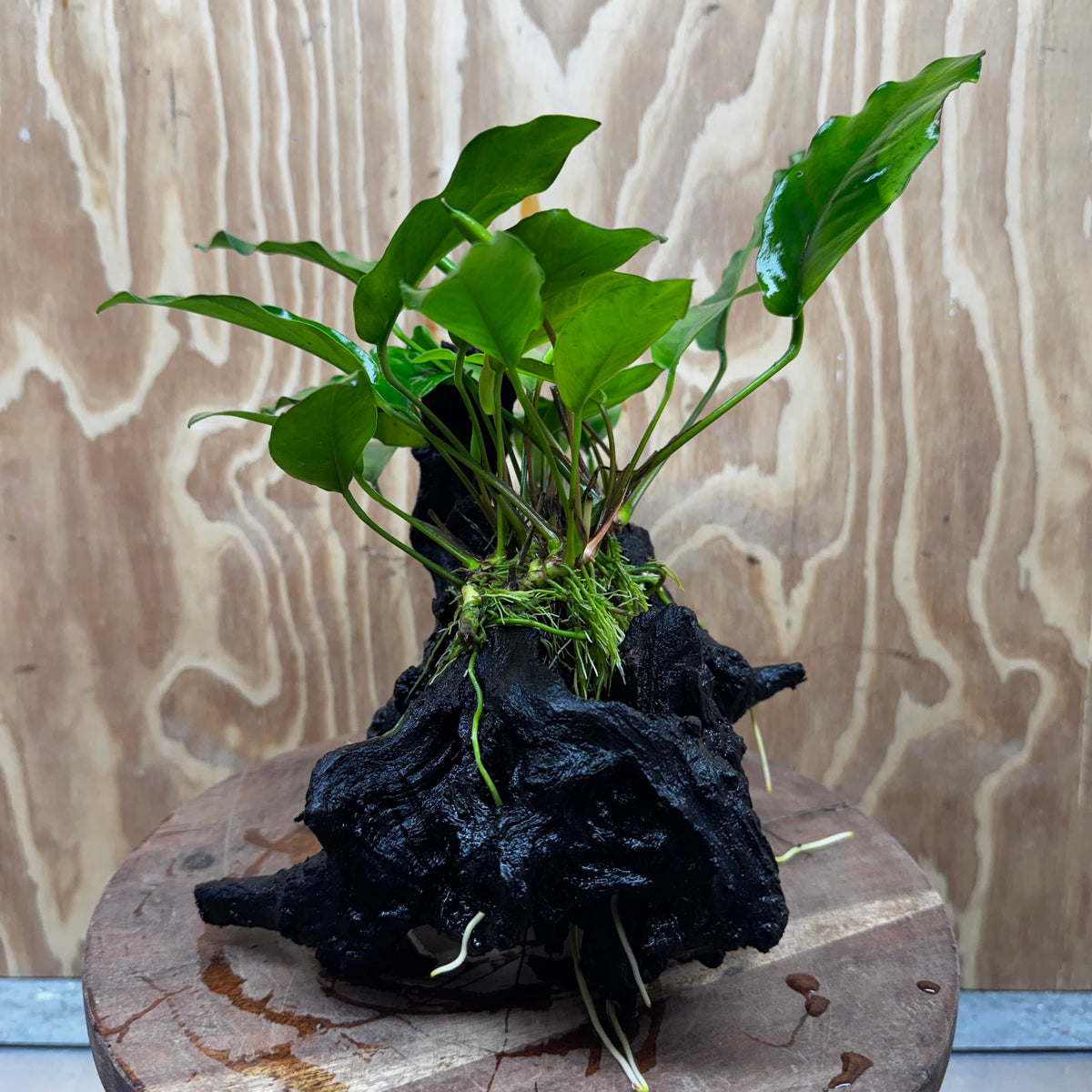 Scapeshop.com.au One Only Anubias 'Petite Emerald Heart' on Medium Driftwood Creation - One Only - Beautiful Buy Anubias Petite Emerald Heart Medium Driftwood ONE ONLY Scapeshop