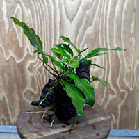 Scapeshop.com.au One Only Anubias 'Petite Emerald Heart' on Medium Driftwood Creation - One Only - Beautiful Buy Anubias Petite Emerald Heart Medium Driftwood ONE ONLY Scapeshop
