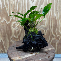 Scapeshop.com.au One Only Anubias 'Petite Emerald Heart' on Medium Driftwood Creation - One Only - Beautiful Buy Anubias Petite Emerald Heart Medium Driftwood ONE ONLY Scapeshop