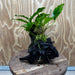 Scapeshop.com.au One Only Anubias 'Petite Emerald Heart' on Medium Driftwood Creation - One Only - Beautiful Buy Anubias Petite Emerald Heart Medium Driftwood ONE ONLY Scapeshop