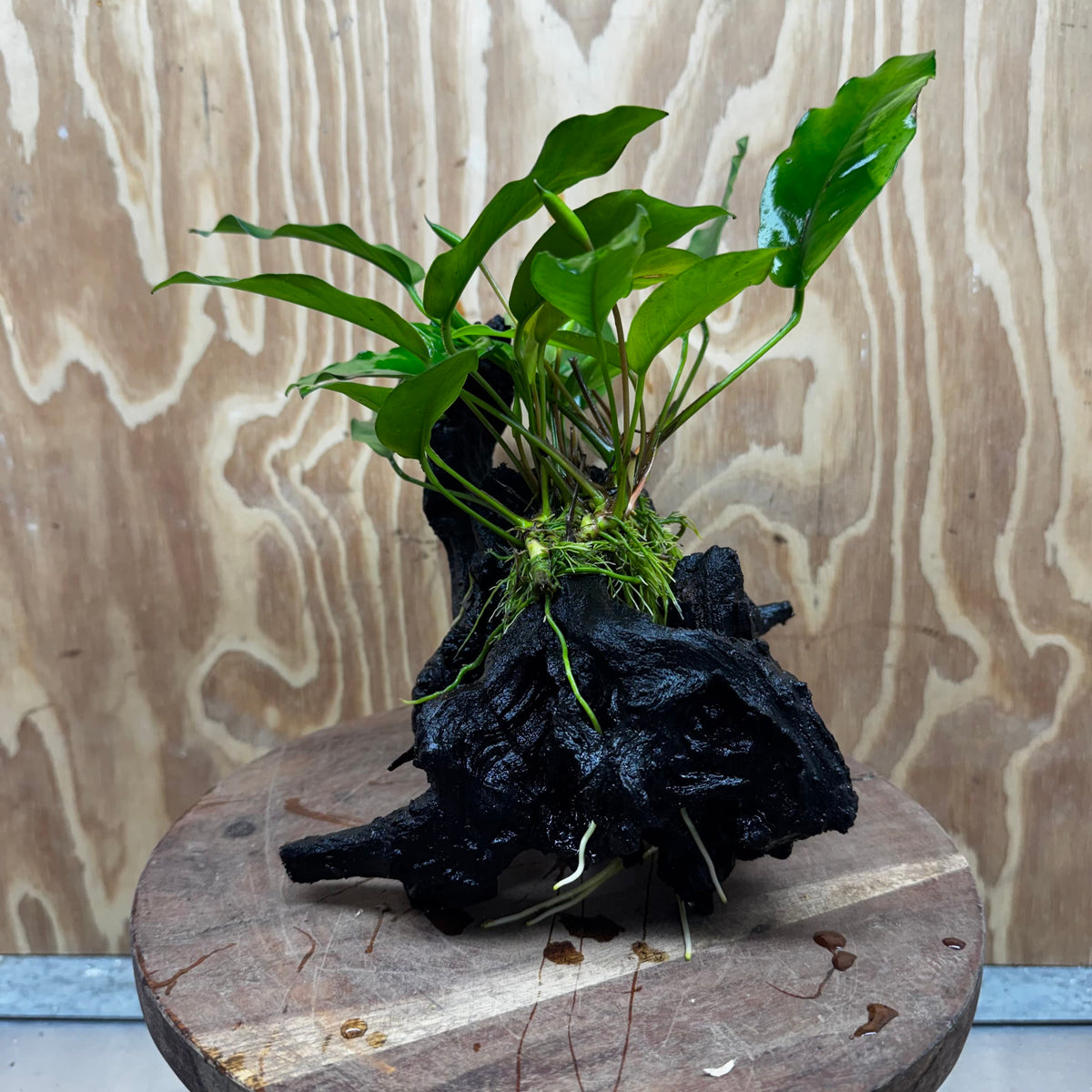 Scapeshop.com.au One Only Anubias 'Petite Emerald Heart' on Medium Driftwood Creation - One Only - Beautiful Buy Anubias Petite Emerald Heart Medium Driftwood ONE ONLY Scapeshop