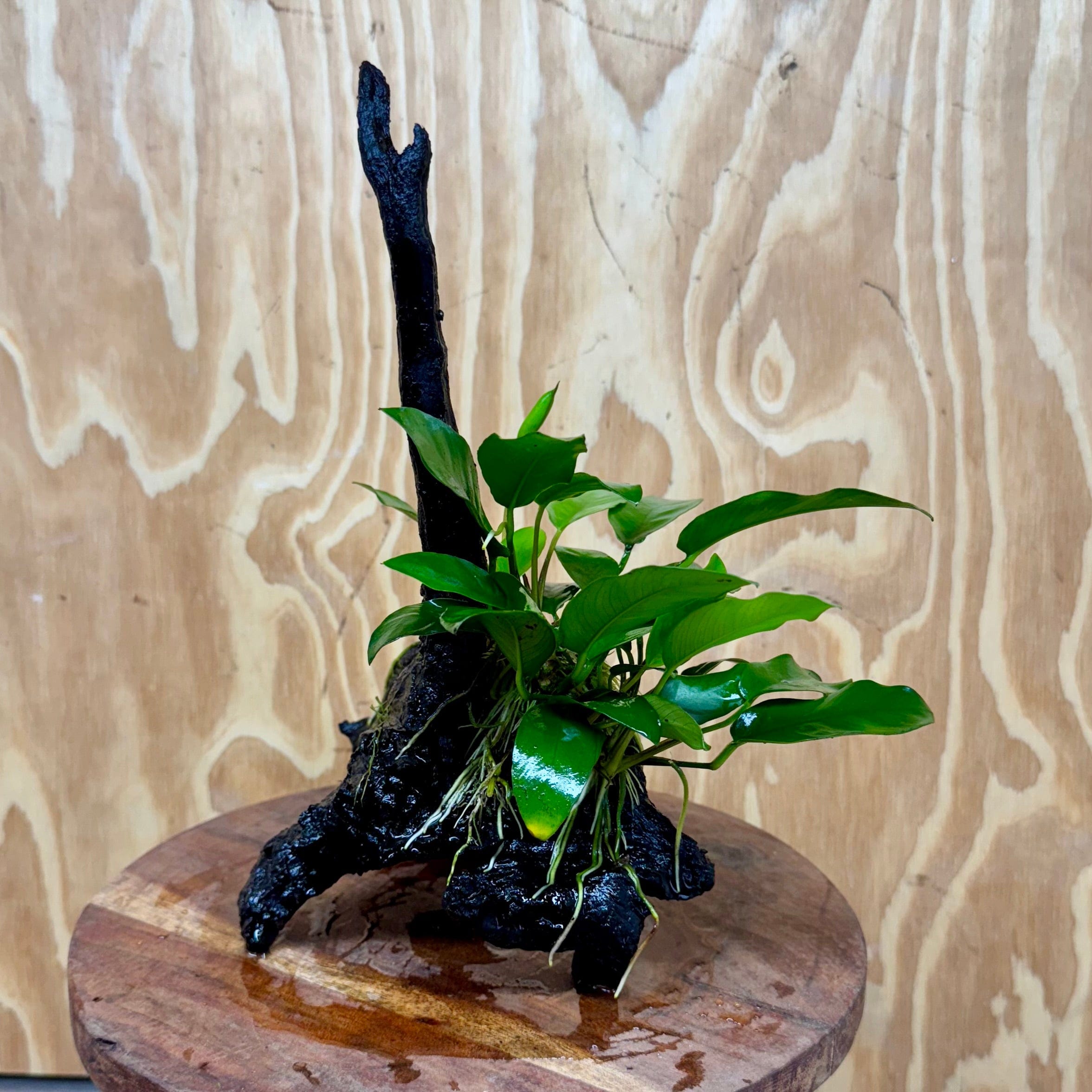 Pisces Enterprises One Only Anubias 'Petite Emerald Heart' on Medium Driftwood Creation - One Only - Elegant Anubias Petite Emerald Heart on Medium Driftwood - ONE ONLY - Scapeshop