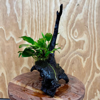 Pisces Enterprises One Only Anubias 'Petite Emerald Heart' on Medium Driftwood Creation - One Only - Elegant Anubias Petite Emerald Heart on Medium Driftwood - ONE ONLY - Scapeshop