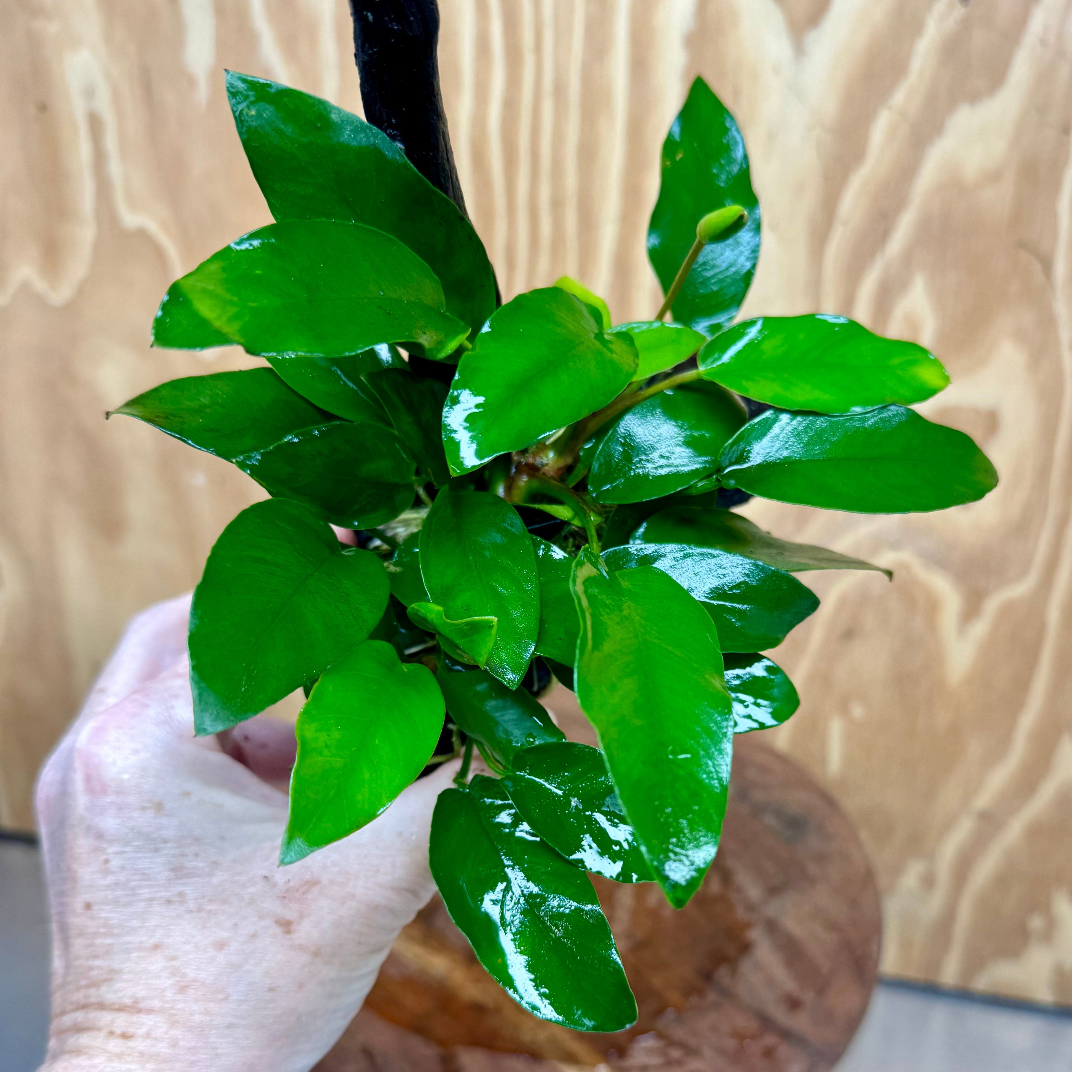 Pisces Enterprises One Only Anubias 'Petite Emerald Heart' on Medium Driftwood Creation - One Only - Elegant Anubias Petite Emerald Heart on Medium Driftwood - ONE ONLY - Scapeshop