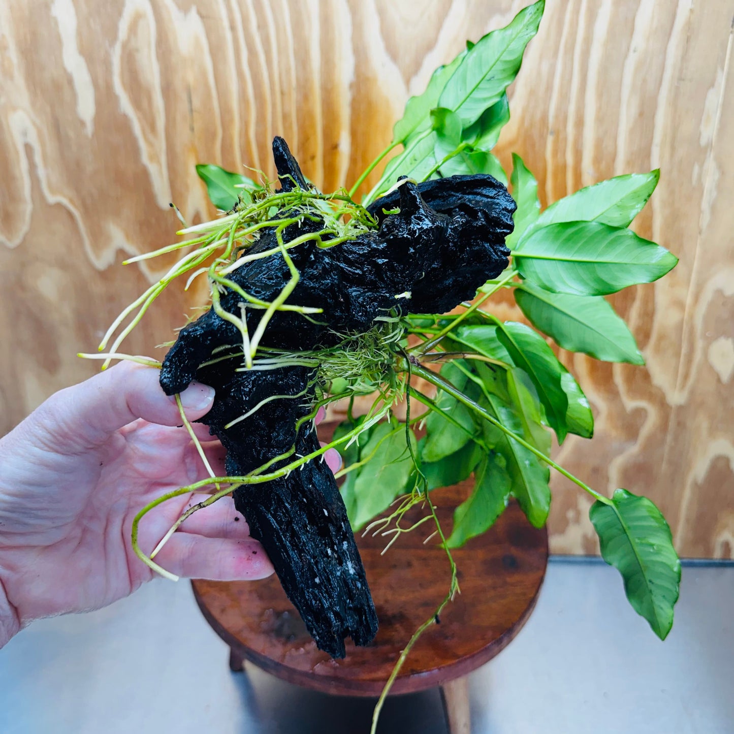 Pisces Enterprises One Only Anubias 'Petite Emerald Heart' on Medium Driftwood Creation - One Only - Elegant Anubias Petite Emerald Heart on Medium Driftwood - ONE ONLY - Scapeshop