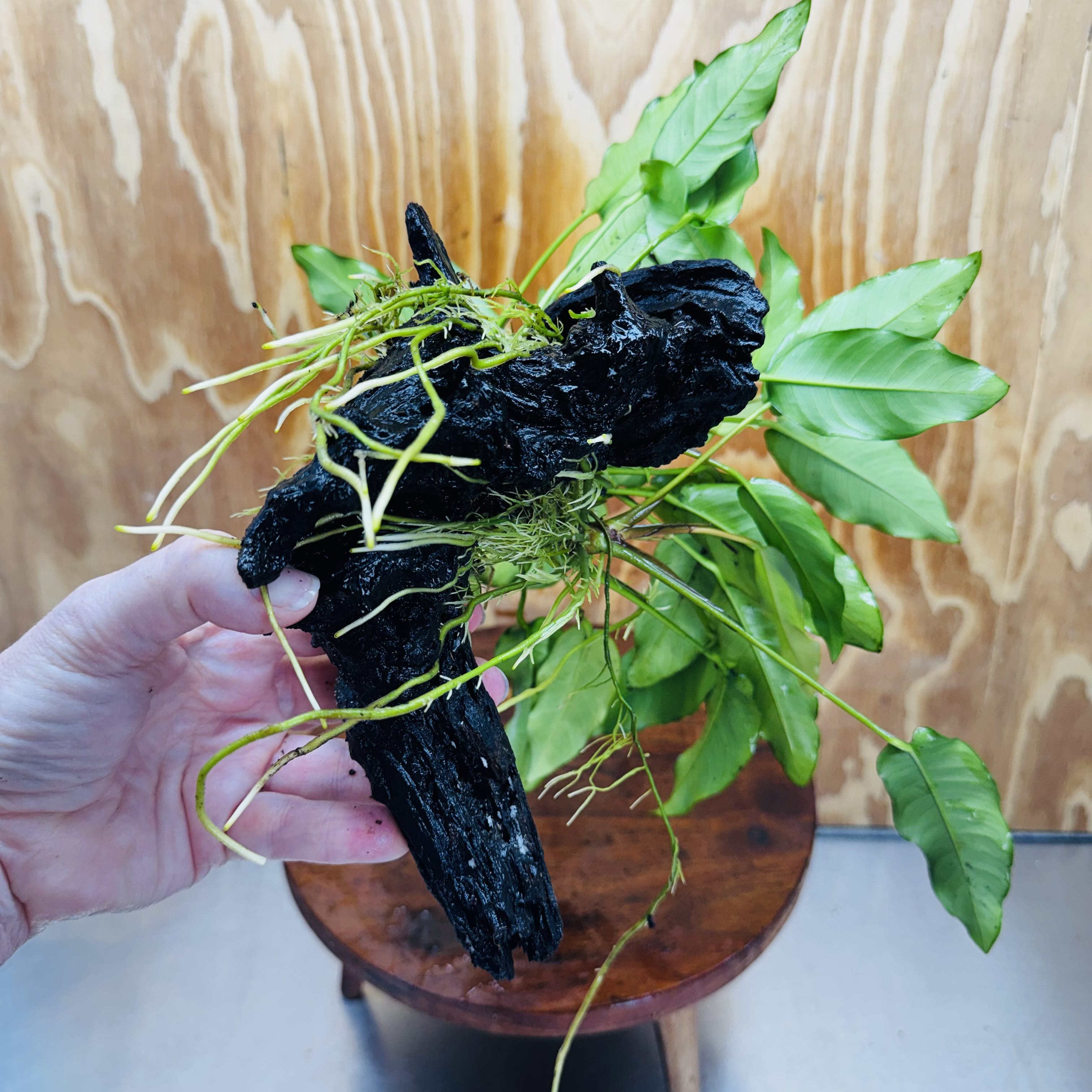 Pisces Enterprises One Only Anubias 'Petite Emerald Heart' on Medium Driftwood Creation - One Only - Elegant Anubias Petite Emerald Heart on Medium Driftwood - ONE ONLY - Scapeshop