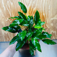 Pisces Enterprises One Only Anubias 'Petite Emerald Heart' on Medium Driftwood Creation - One Only - Elegant Anubias Petite Emerald Heart on Medium Driftwood - ONE ONLY - Scapeshop
