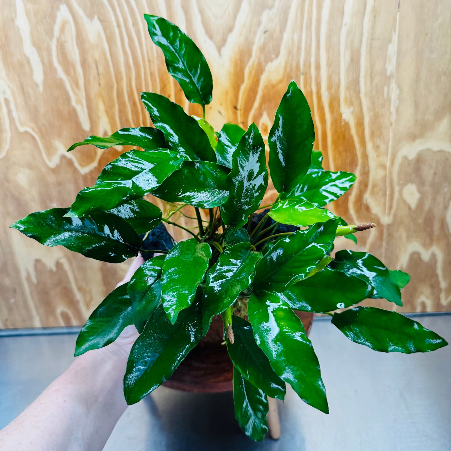 Pisces Enterprises One Only Anubias 'Petite Emerald Heart' on Medium Driftwood Creation - One Only - Elegant Anubias Petite Emerald Heart on Medium Driftwood - ONE ONLY - Scapeshop
