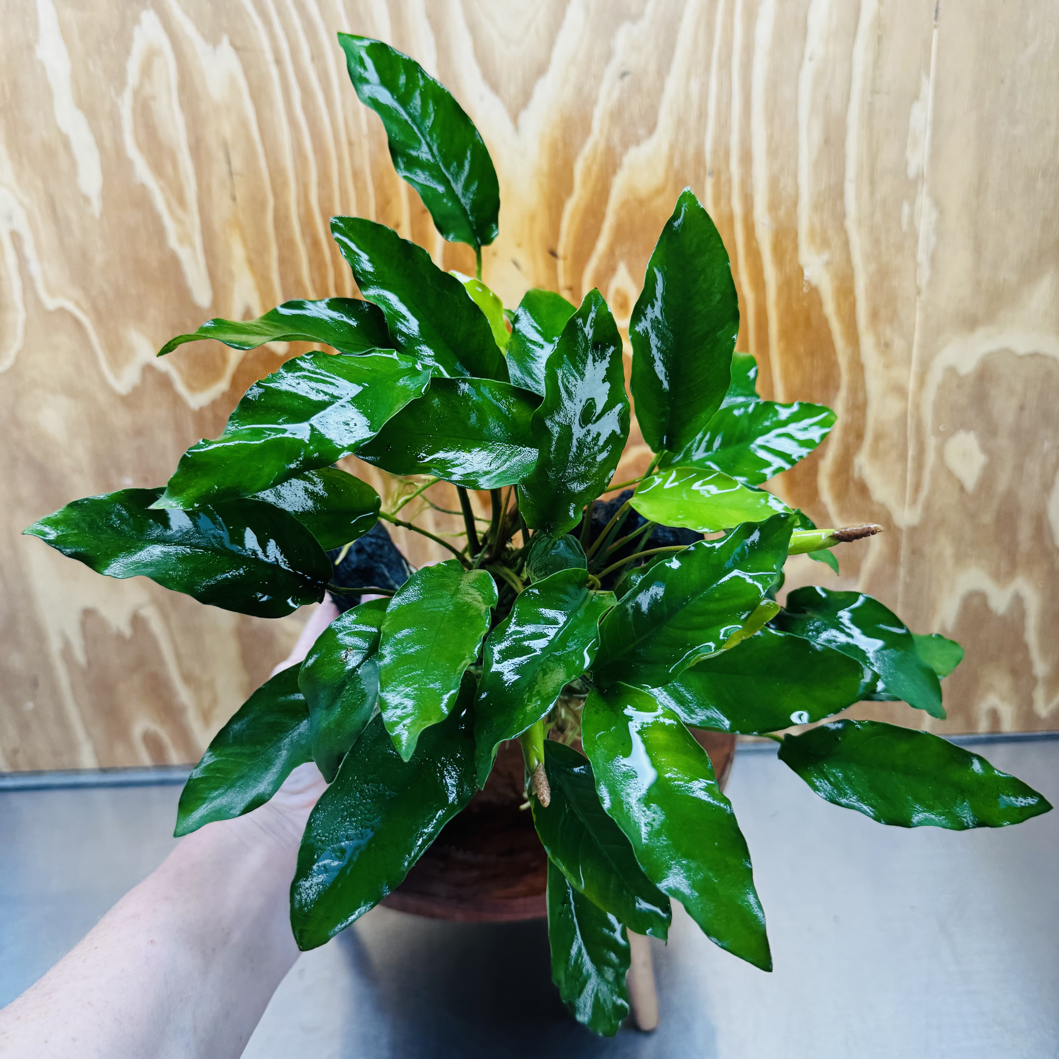 Pisces Enterprises One Only Anubias 'Petite Emerald Heart' on Medium Driftwood Creation - One Only - Elegant Anubias Petite Emerald Heart on Medium Driftwood - ONE ONLY - Scapeshop