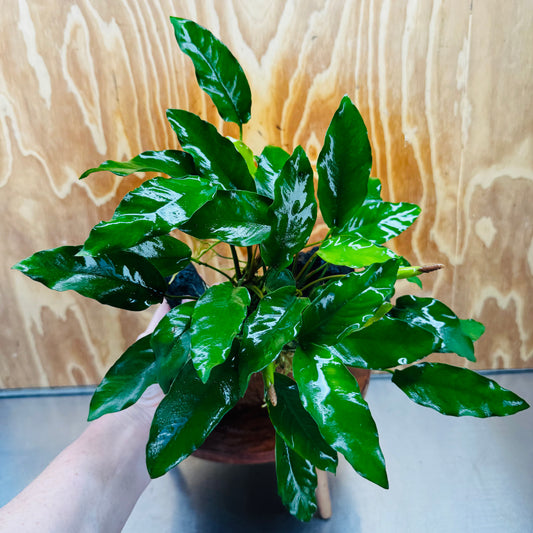 Pisces Enterprises One Only Anubias 'Petite Emerald Heart' on Medium Driftwood Creation - One Only - Elegant Anubias Petite Emerald Heart on Medium Driftwood - ONE ONLY - Scapeshop