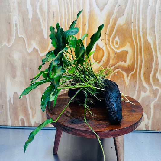 Pisces Enterprises One Only Anubias 'Petite Emerald Heart' on Medium Driftwood Creation - One Only - Elegant Anubias Petite Emerald Heart on Medium Driftwood - ONE ONLY - Scapeshop