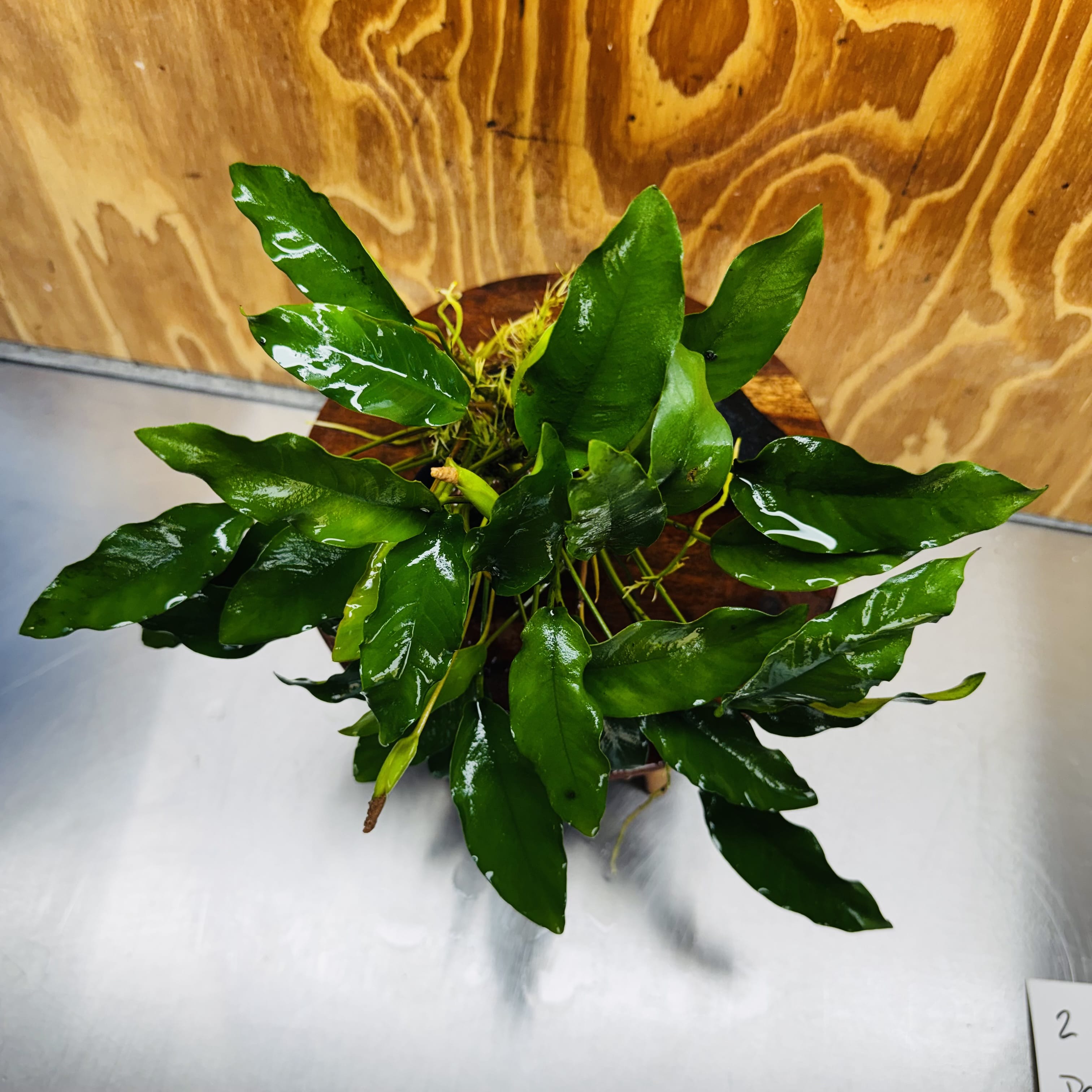 Pisces Enterprises One Only Anubias 'Petite Emerald Heart' on Medium Driftwood Creation - One Only - Elegant Anubias Petite Emerald Heart on Medium Driftwood - ONE ONLY - Scapeshop