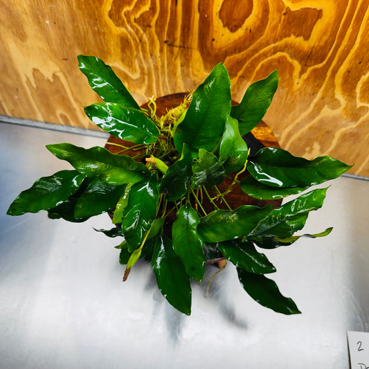 Pisces Enterprises One Only Anubias 'Petite Emerald Heart' on Medium Driftwood Creation - One Only - Elegant Anubias Petite Emerald Heart on Medium Driftwood - ONE ONLY - Scapeshop