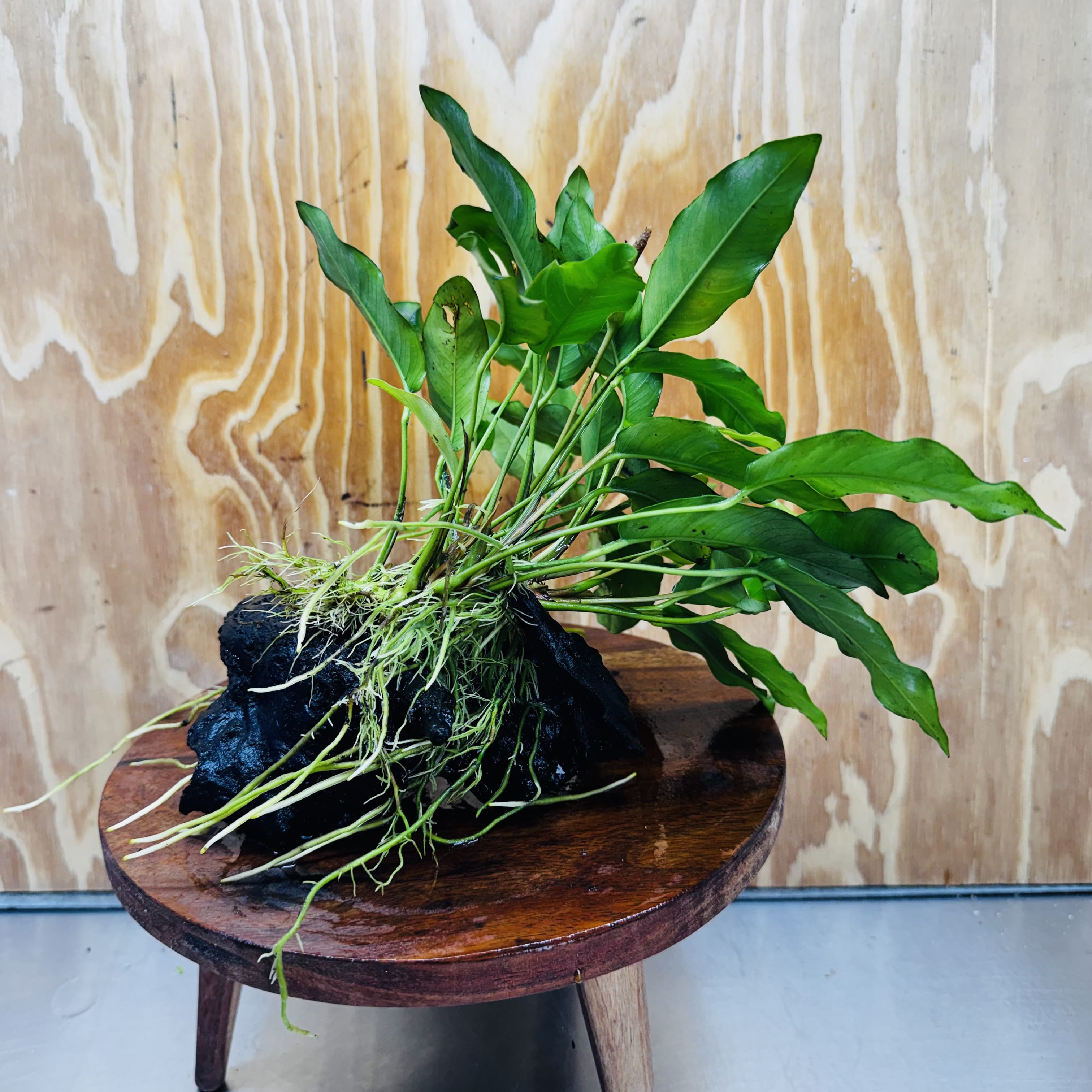 Pisces Enterprises One Only Anubias 'Petite Emerald Heart' on Medium Driftwood Creation - One Only - Elegant Anubias Petite Emerald Heart on Medium Driftwood - ONE ONLY - Scapeshop