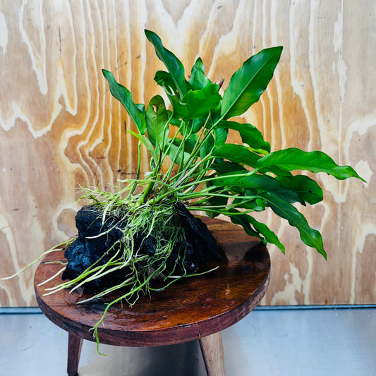 Pisces Enterprises One Only Anubias 'Petite Emerald Heart' on Medium Driftwood Creation - One Only - Elegant Anubias Petite Emerald Heart on Medium Driftwood - ONE ONLY - Scapeshop