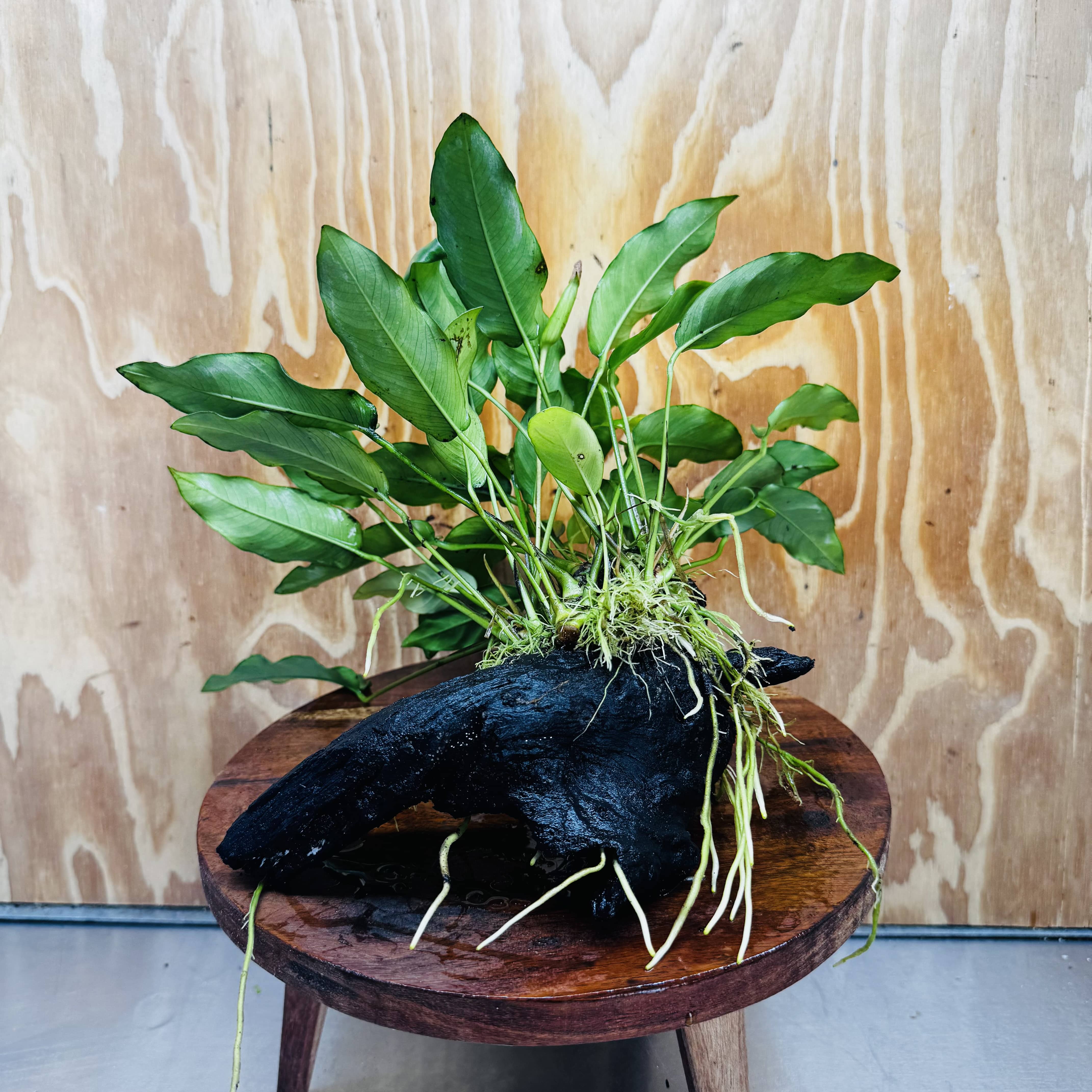 Pisces Enterprises One Only Anubias 'Petite Emerald Heart' on Medium Driftwood Creation - One Only - Elegant Anubias Petite Emerald Heart on Medium Driftwood - ONE ONLY - Scapeshop