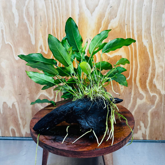 Pisces Enterprises One Only Anubias 'Petite Emerald Heart' on Medium Driftwood Creation - One Only - Elegant Anubias Petite Emerald Heart on Medium Driftwood - ONE ONLY - Scapeshop