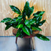 Pisces Enterprises One Only Anubias 'Petite Emerald Heart' on Medium Driftwood Creation - One Only - Elegant Anubias Petite Emerald Heart on Medium Driftwood - ONE ONLY - Scapeshop