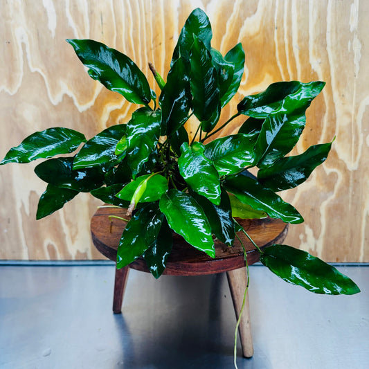 Pisces Enterprises One Only Anubias 'Petite Emerald Heart' on Medium Driftwood Creation - One Only - Elegant Anubias Petite Emerald Heart on Medium Driftwood - ONE ONLY - Scapeshop