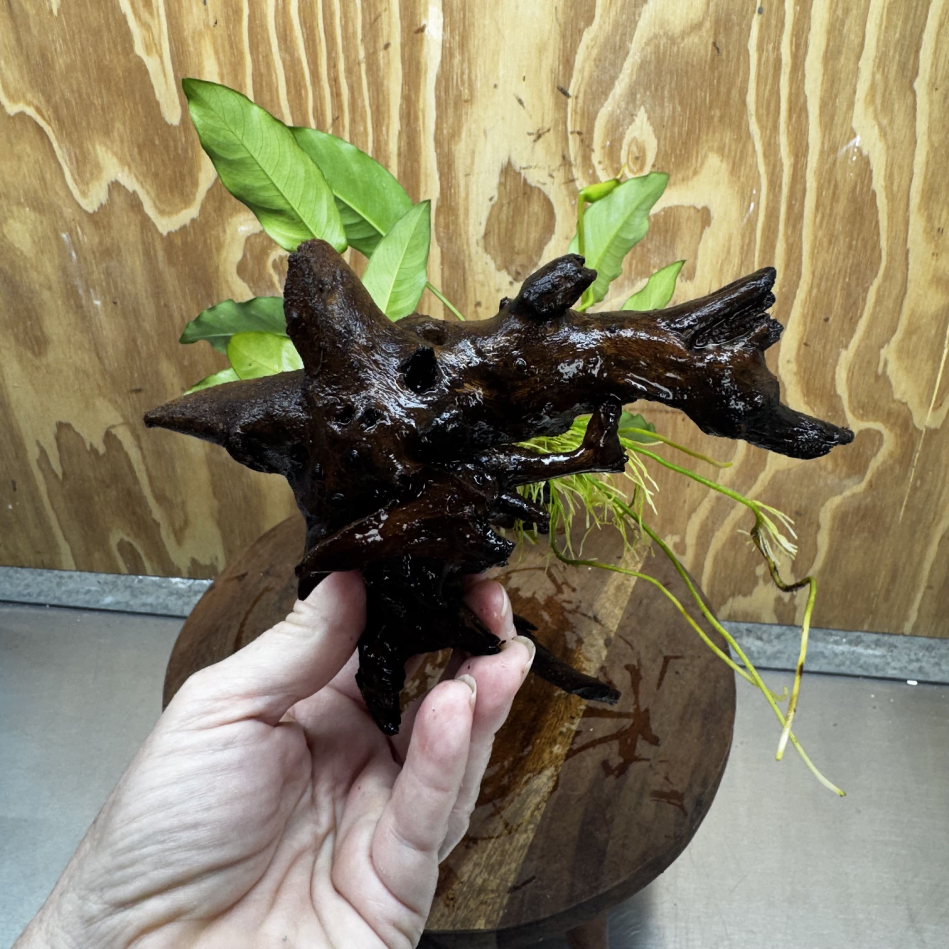 Pisces Enterprises One Only Anubias 'Petite Emerald Heart' on Medium Driftwood Creation - One Only - Elegant Anubias Petite Emerald Heart on Medium Driftwood - ONE ONLY - Scapeshop