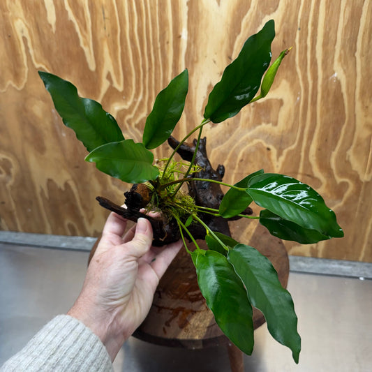 Pisces Enterprises One Only Anubias 'Petite Emerald Heart' on Medium Driftwood Creation - One Only - Elegant Anubias Petite Emerald Heart on Medium Driftwood - ONE ONLY - Scapeshop
