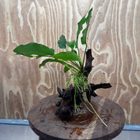 Pisces Enterprises One Only Anubias 'Petite Emerald Heart' on Medium Driftwood Creation - One Only - Elegant Anubias Petite Emerald Heart on Medium Driftwood - ONE ONLY - Scapeshop