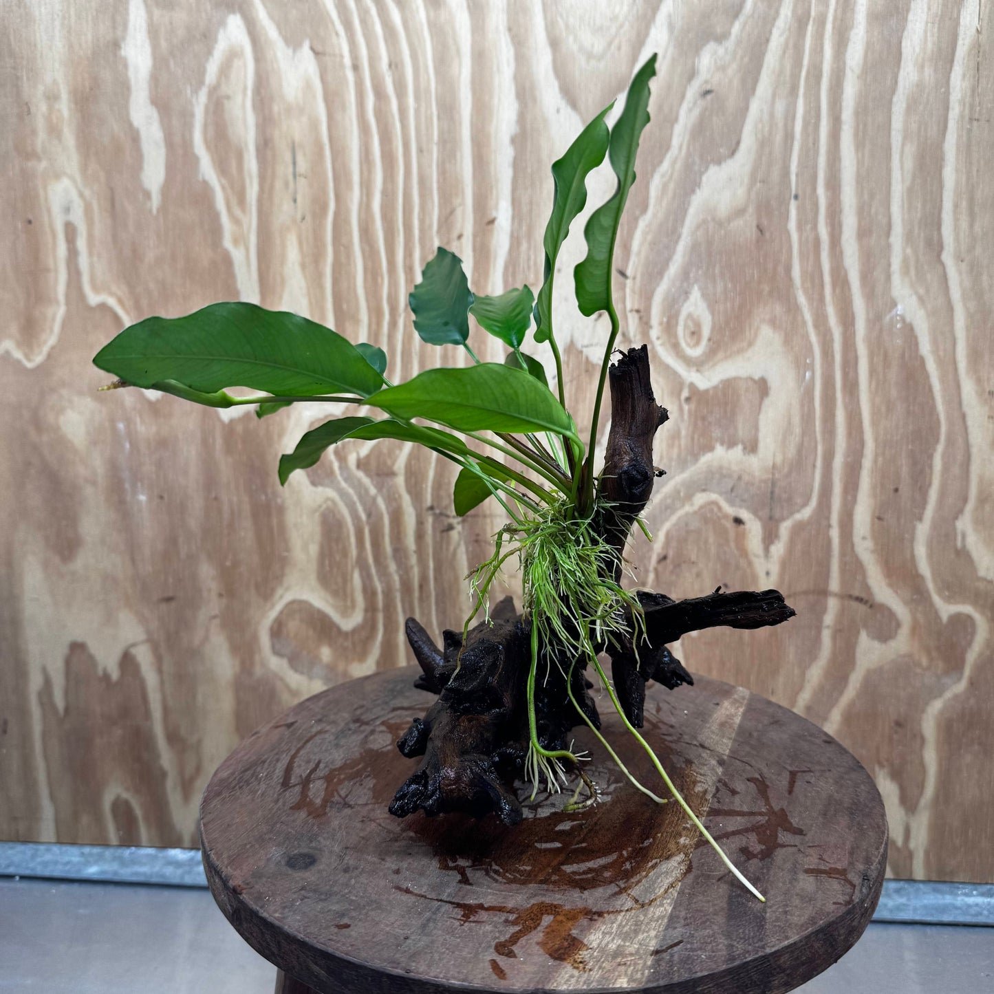 Pisces Enterprises One Only Anubias 'Petite Emerald Heart' on Medium Driftwood Creation - One Only - Elegant Anubias Petite Emerald Heart on Medium Driftwood - ONE ONLY - Scapeshop