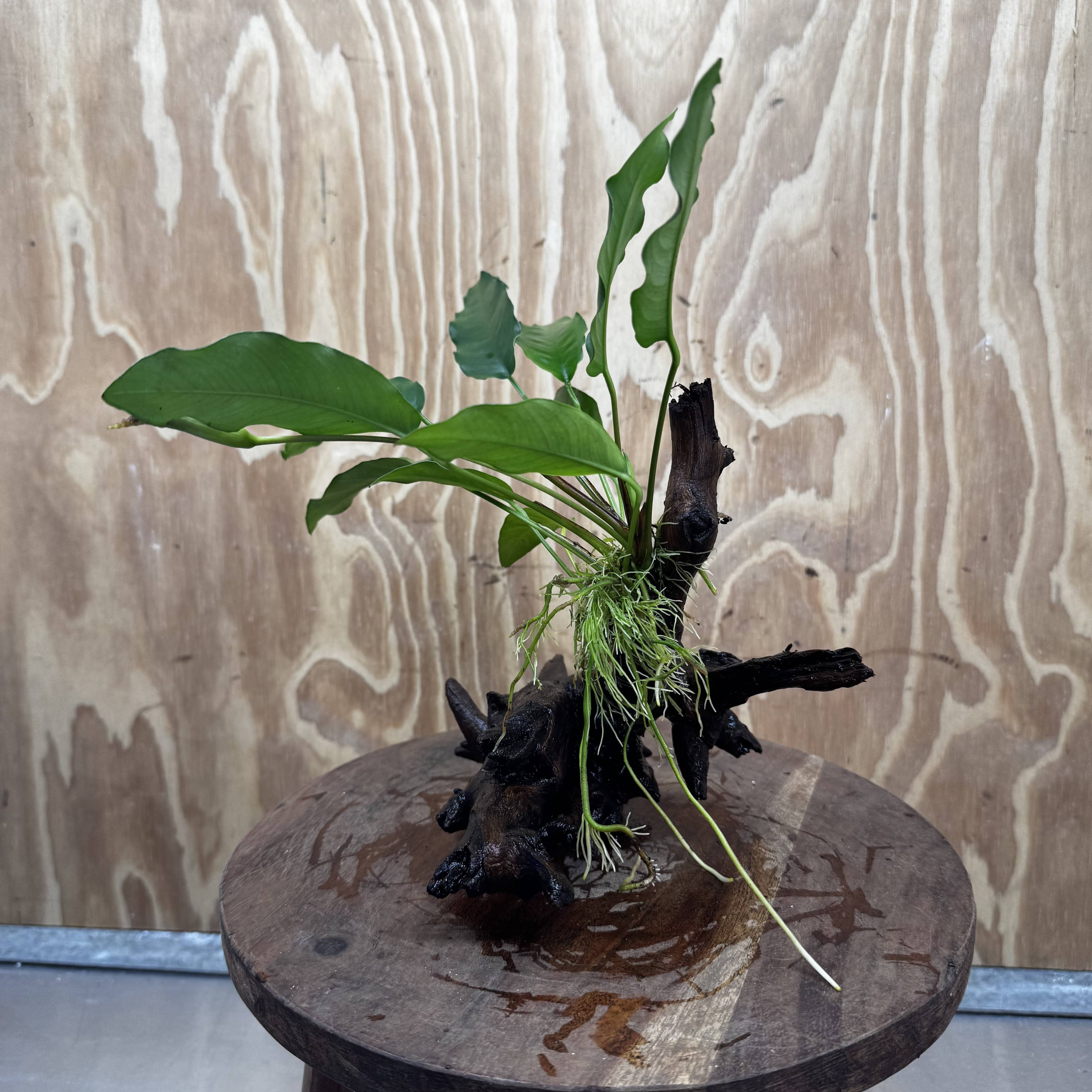 Pisces Enterprises One Only Anubias 'Petite Emerald Heart' on Medium Driftwood Creation - One Only - Elegant Anubias Petite Emerald Heart on Medium Driftwood - ONE ONLY - Scapeshop