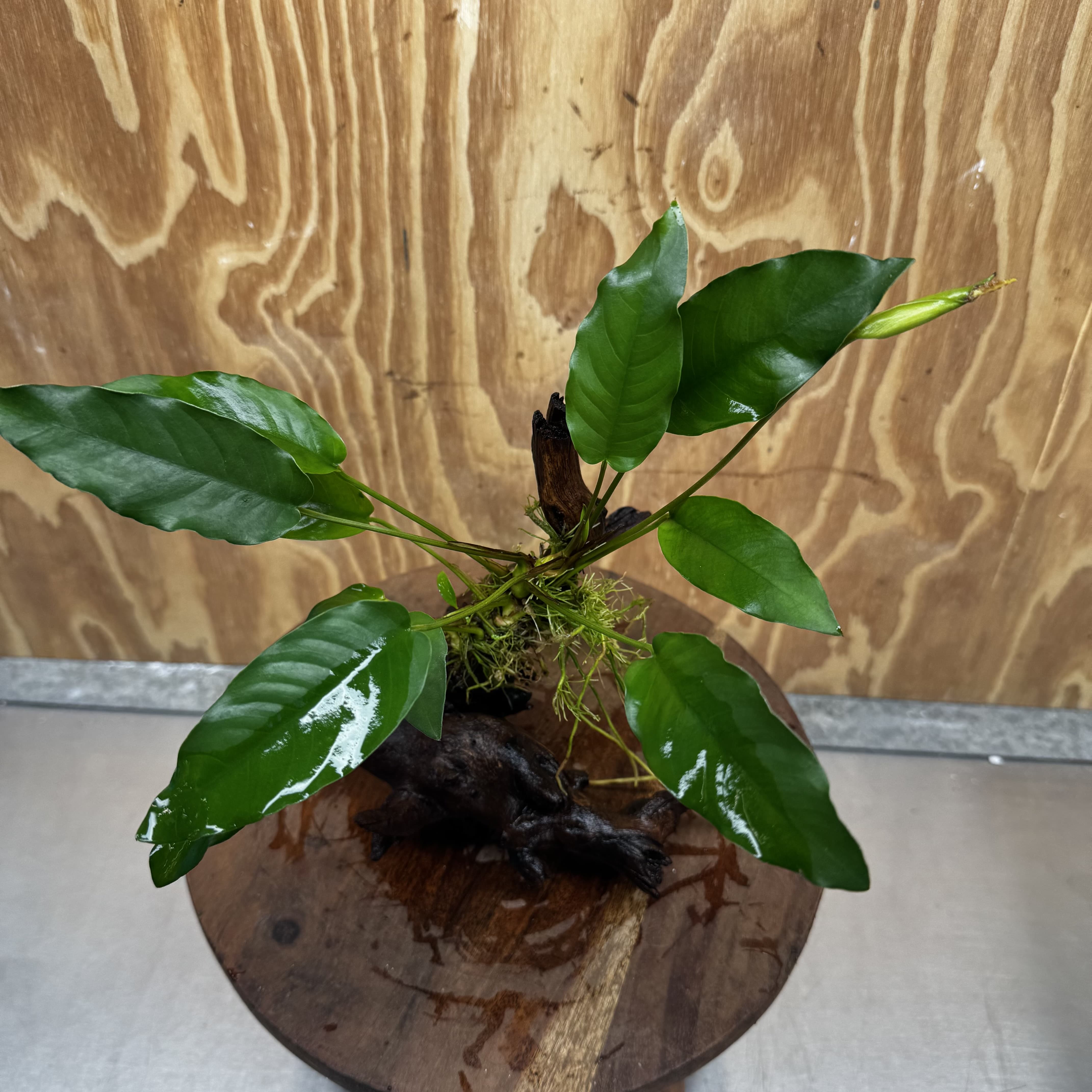 Pisces Enterprises One Only Anubias 'Petite Emerald Heart' on Medium Driftwood Creation - One Only - Elegant Anubias Petite Emerald Heart on Medium Driftwood - ONE ONLY - Scapeshop