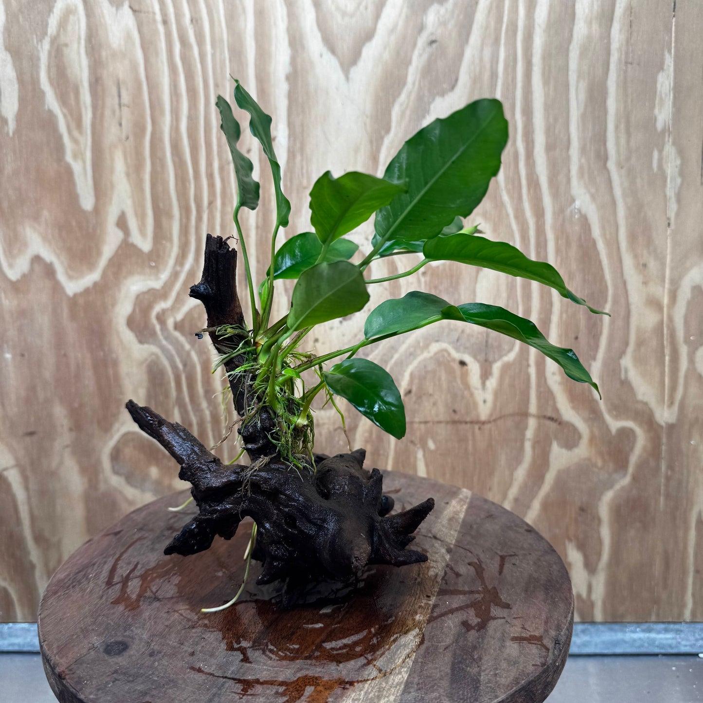 Pisces Enterprises One Only Anubias 'Petite Emerald Heart' on Medium Driftwood Creation - One Only - Elegant Anubias Petite Emerald Heart on Medium Driftwood - ONE ONLY - Scapeshop
