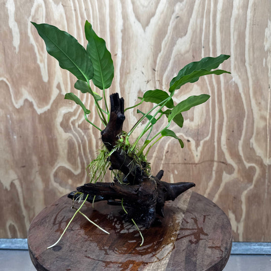 Pisces Enterprises One Only Anubias 'Petite Emerald Heart' on Medium Driftwood Creation - One Only - Elegant Anubias Petite Emerald Heart on Medium Driftwood - ONE ONLY - Scapeshop