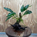 Pisces Enterprises One Only Anubias 'Petite Emerald Heart' on Medium Driftwood Creation - One Only - Elegant Anubias Petite Emerald Heart on Medium Driftwood - ONE ONLY - Scapeshop