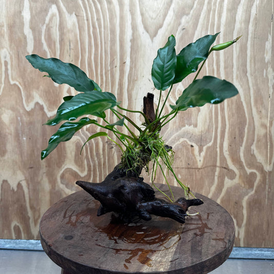 Pisces Enterprises One Only Anubias 'Petite Emerald Heart' on Medium Driftwood Creation - One Only - Elegant Anubias Petite Emerald Heart on Medium Driftwood - ONE ONLY - Scapeshop