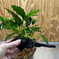 Pisces Enterprises One Only Anubias 'Petite Emerald Heart' on Medium Driftwood Creation - One Only - Elegant Anubias Petite Emerald Heart on Medium Driftwood - ONE ONLY - Scapeshop