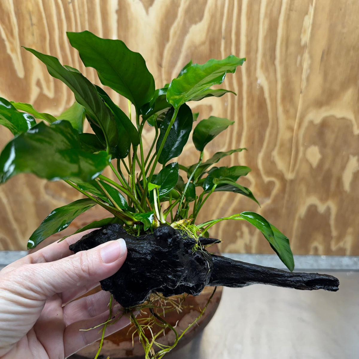 Pisces Enterprises One Only Anubias 'Petite Emerald Heart' on Medium Driftwood Creation - One Only - Elegant Anubias Petite Emerald Heart on Medium Driftwood - ONE ONLY - Scapeshop