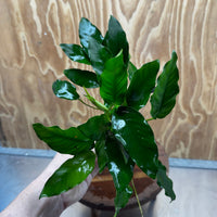Pisces Enterprises One Only Anubias 'Petite Emerald Heart' on Medium Driftwood Creation - One Only - Elegant Anubias Petite Emerald Heart on Medium Driftwood - ONE ONLY - Scapeshop