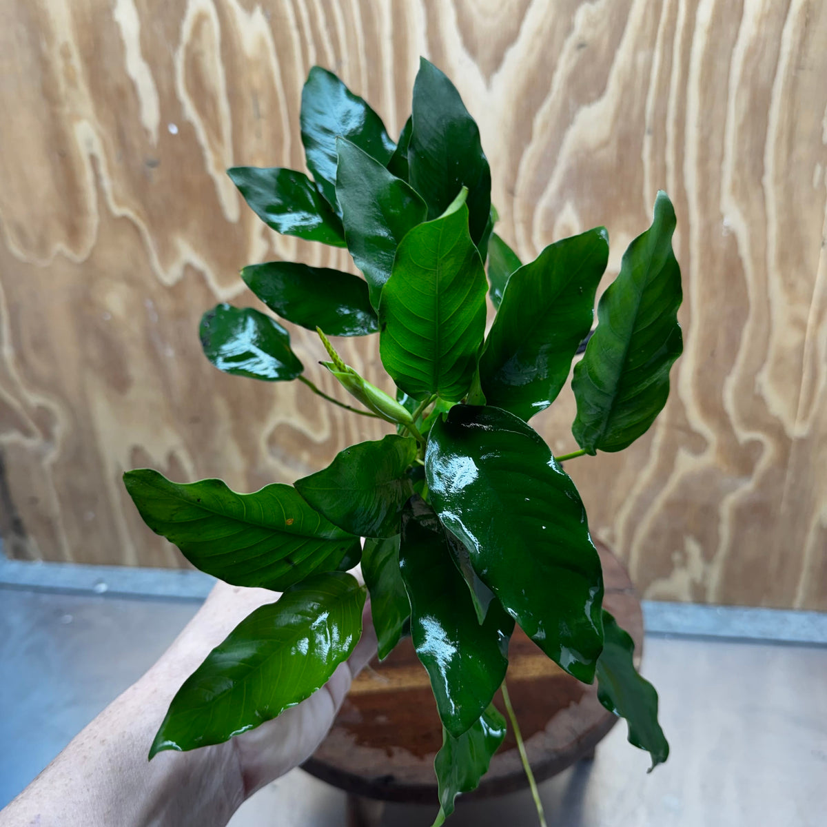 Pisces Enterprises One Only Anubias 'Petite Emerald Heart' on Medium Driftwood Creation - One Only - Elegant Anubias Petite Emerald Heart on Medium Driftwood - ONE ONLY - Scapeshop