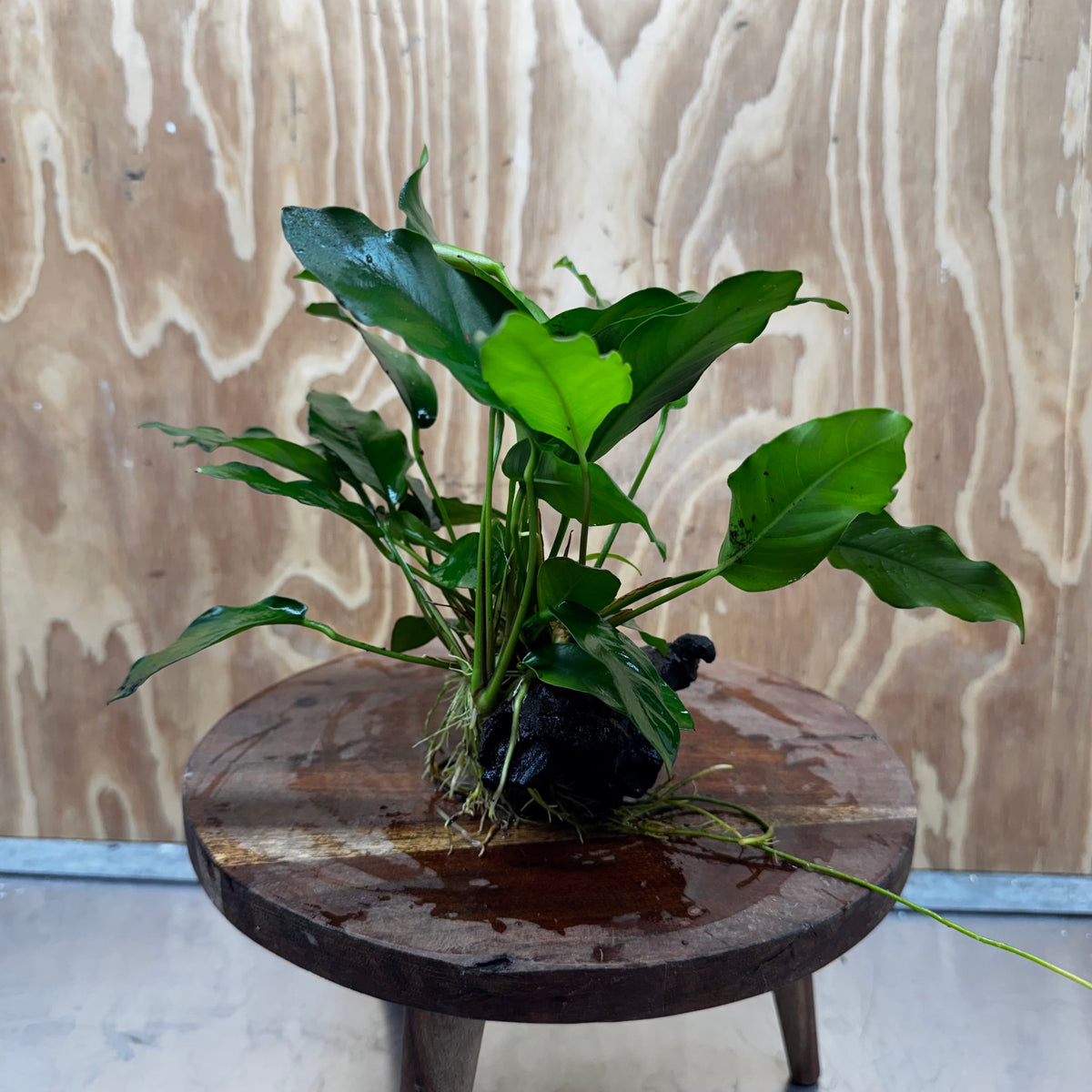 Pisces Enterprises One Only Anubias 'Petite Emerald Heart' on Medium Driftwood Creation - One Only - Elegant Anubias Petite Emerald Heart on Medium Driftwood - ONE ONLY - Scapeshop