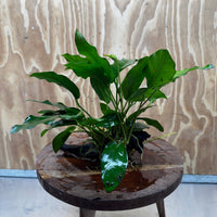 Pisces Enterprises One Only Anubias 'Petite Emerald Heart' on Medium Driftwood Creation - One Only - Elegant Anubias Petite Emerald Heart on Medium Driftwood - ONE ONLY - Scapeshop