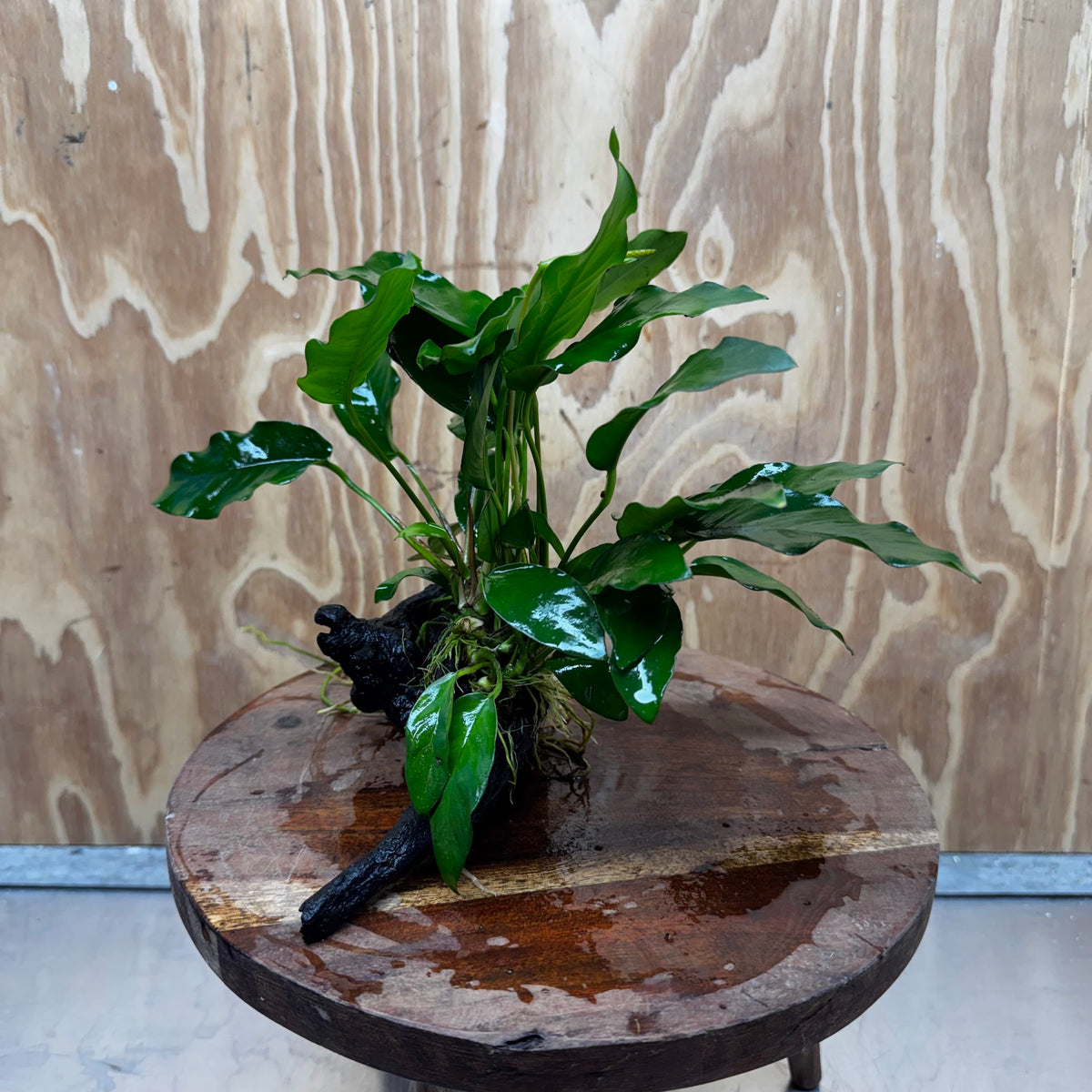 Pisces Enterprises One Only Anubias 'Petite Emerald Heart' on Medium Driftwood Creation - One Only - Elegant Anubias Petite Emerald Heart on Medium Driftwood - ONE ONLY - Scapeshop