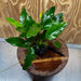 Pisces Enterprises One Only Anubias 'Petite Emerald Heart' on Medium Driftwood Creation - One Only - Elegant Anubias Petite Emerald Heart on Medium Driftwood - ONE ONLY - Scapeshop