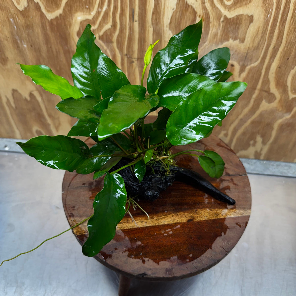 Pisces Enterprises One Only Anubias 'Petite Emerald Heart' on Medium Driftwood Creation - One Only - Elegant Anubias Petite Emerald Heart on Medium Driftwood - ONE ONLY - Scapeshop