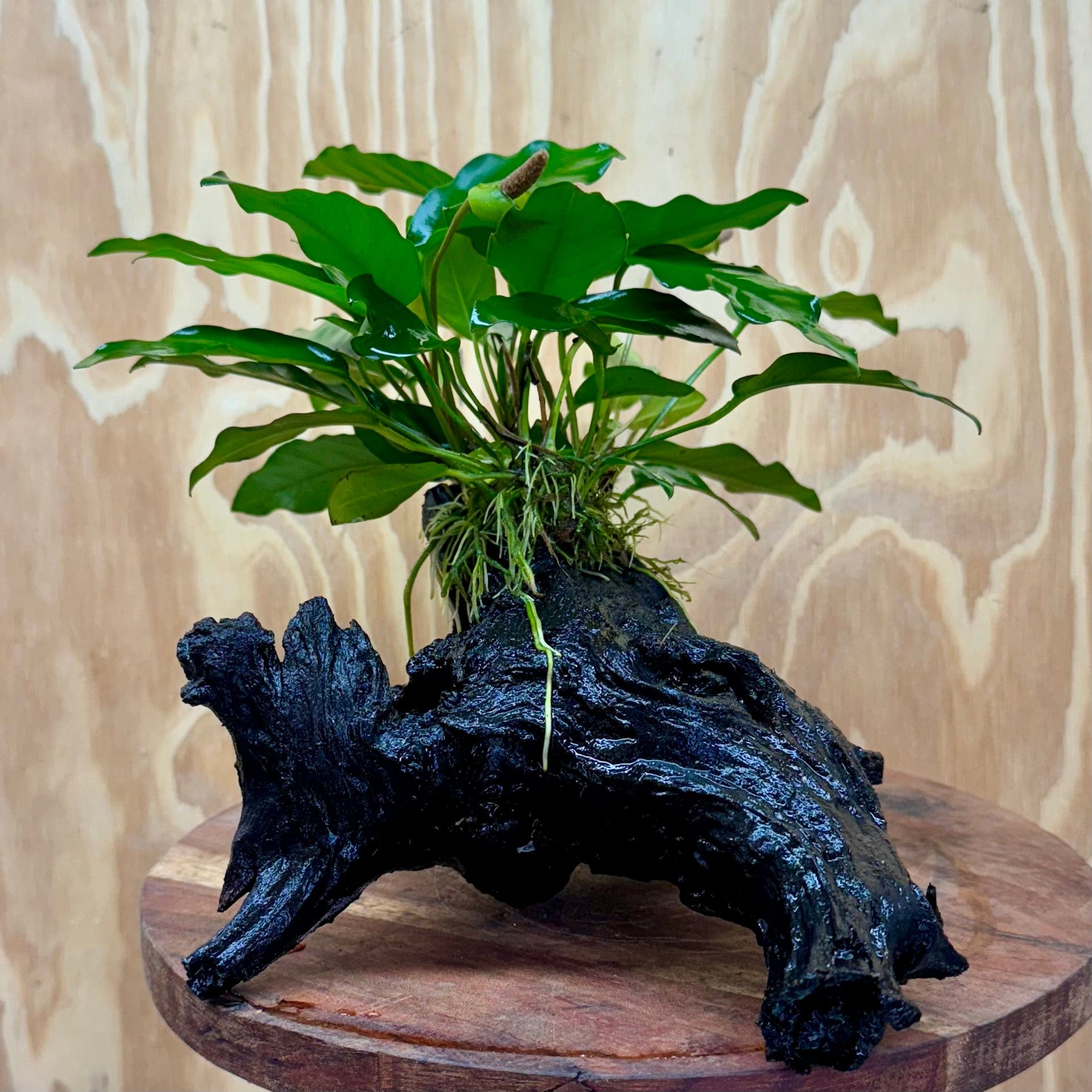 Pisces Enterprises One Only Anubias 'Petite Emerald Heart' on Medium Driftwood Creation - One Only - Elegant Anubias Petite Emerald Heart on Medium Driftwood - ONE ONLY - Scapeshop