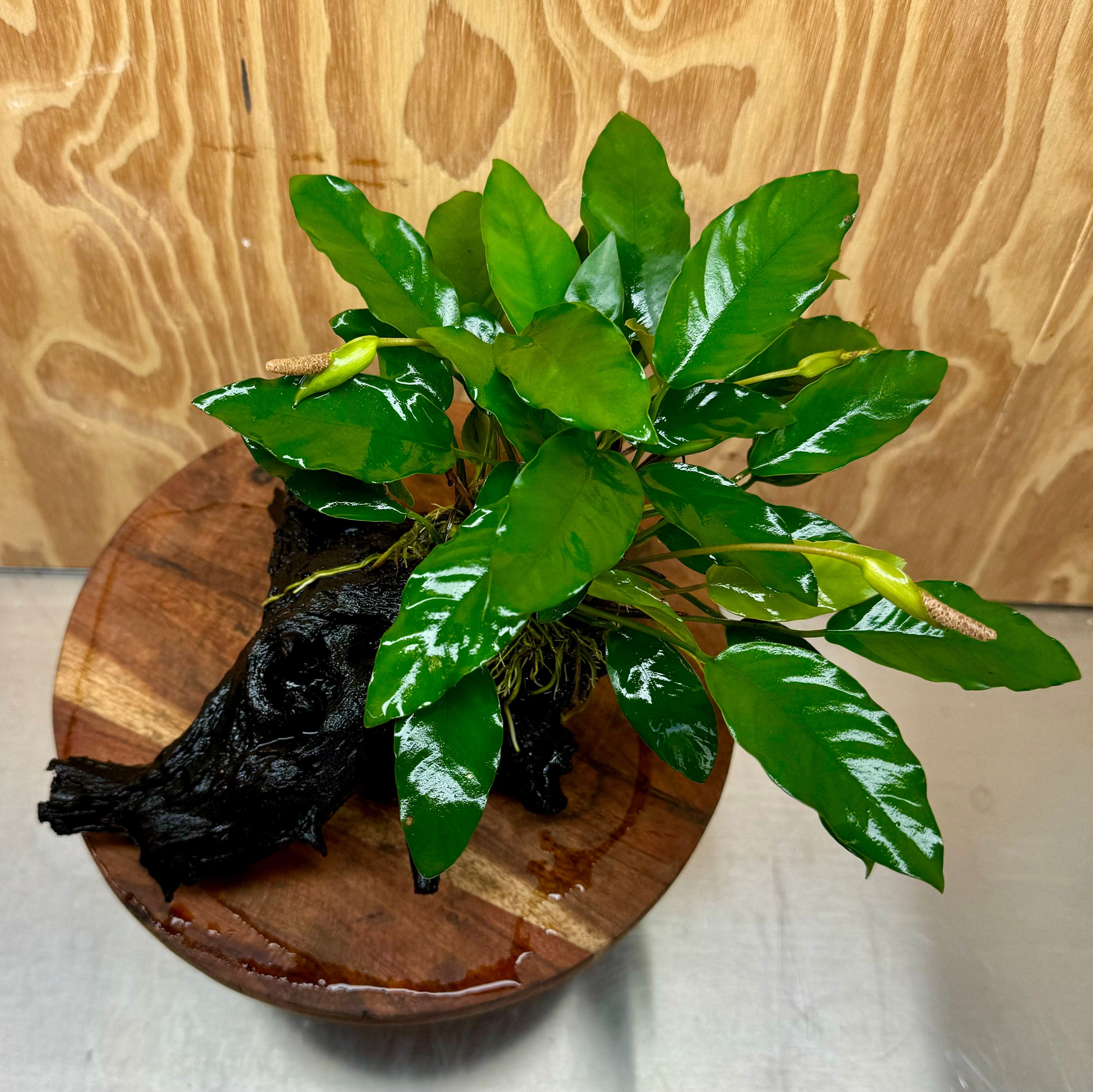 Pisces Enterprises One Only Anubias 'Petite Emerald Heart' on Medium Driftwood Creation - One Only - Elegant Anubias Petite Emerald Heart on Medium Driftwood - ONE ONLY - Scapeshop