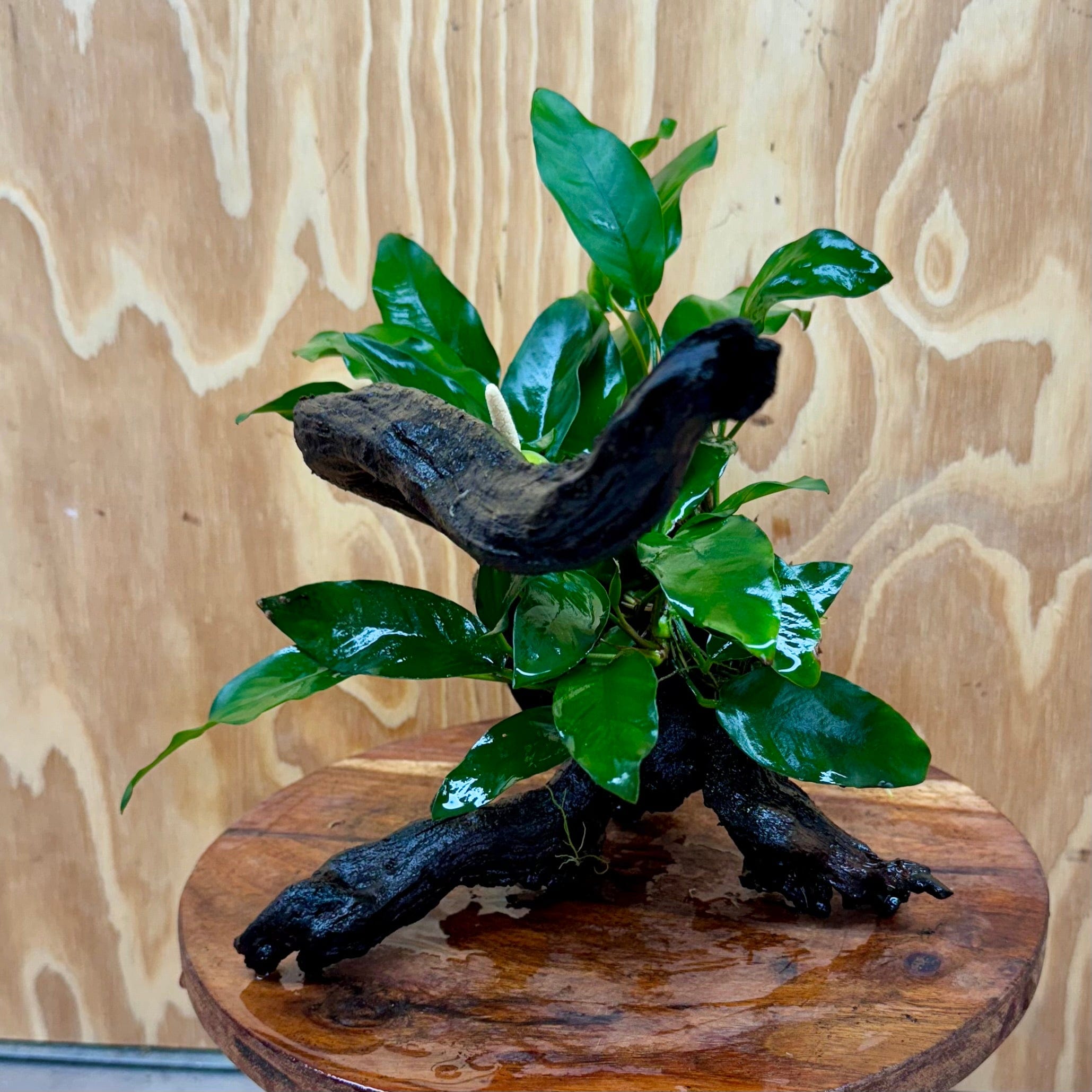 Pisces Enterprises One Only Anubias 'Petite Emerald Heart' on Medium Driftwood Creation - One Only - Elegant Anubias Petite Emerald Heart on Medium Driftwood - ONE ONLY - Scapeshop