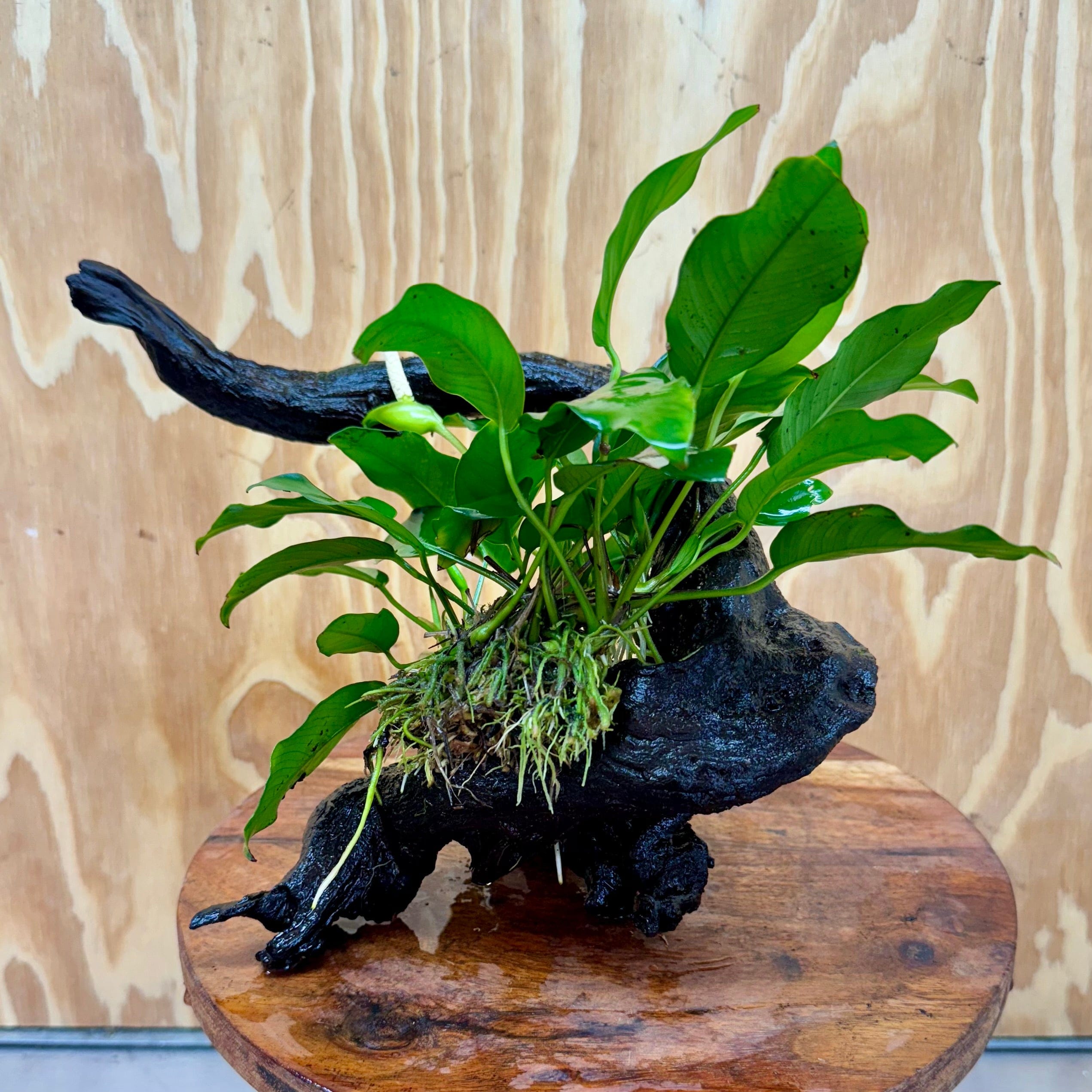 Pisces Enterprises One Only Anubias 'Petite Emerald Heart' on Medium Driftwood Creation - One Only - Elegant Anubias Petite Emerald Heart on Medium Driftwood - ONE ONLY - Scapeshop