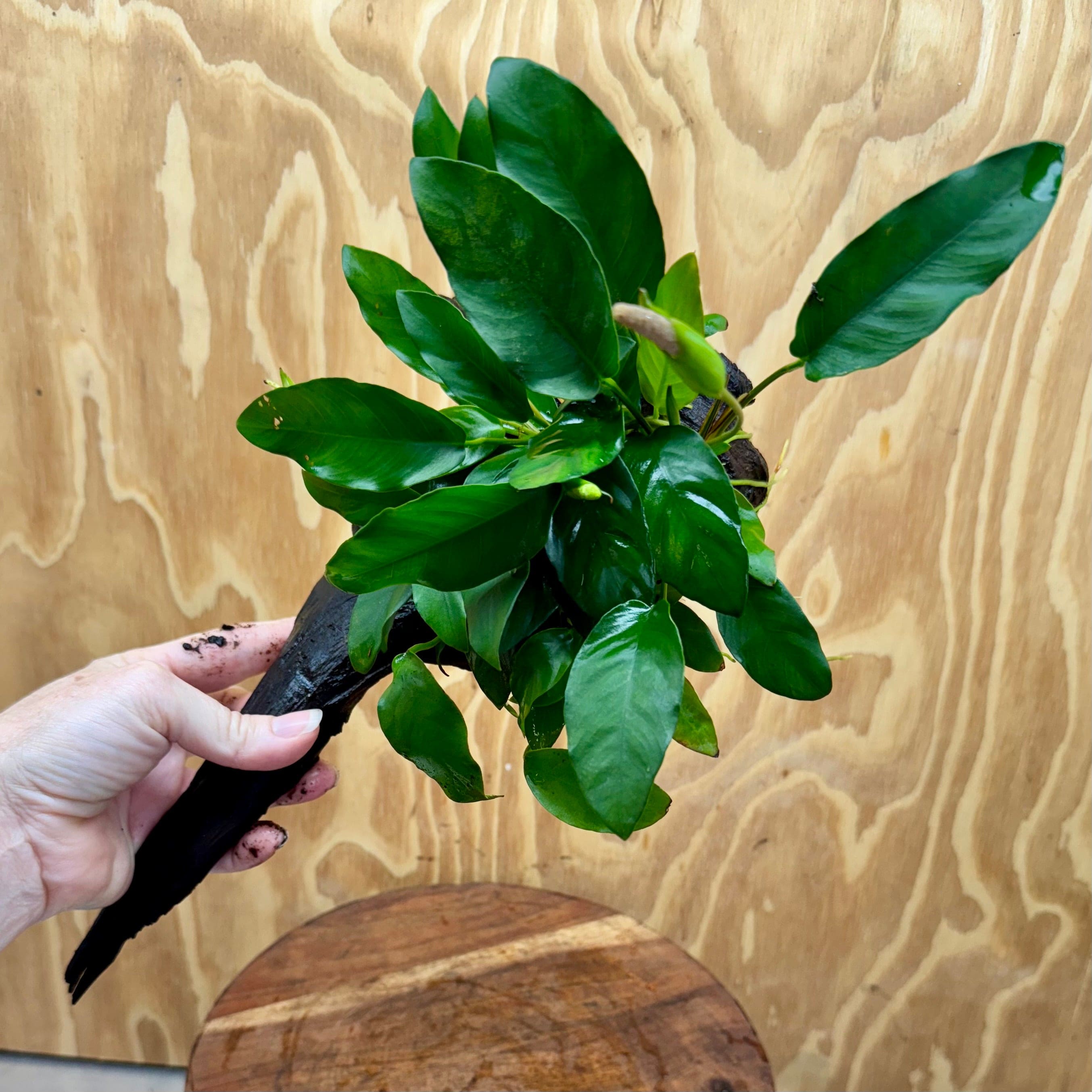 Pisces Enterprises One Only Anubias 'Petite Emerald Heart' on Medium Driftwood Creation - One Only - Elegant Anubias Petite Emerald Heart on Medium Driftwood - ONE ONLY - Scapeshop