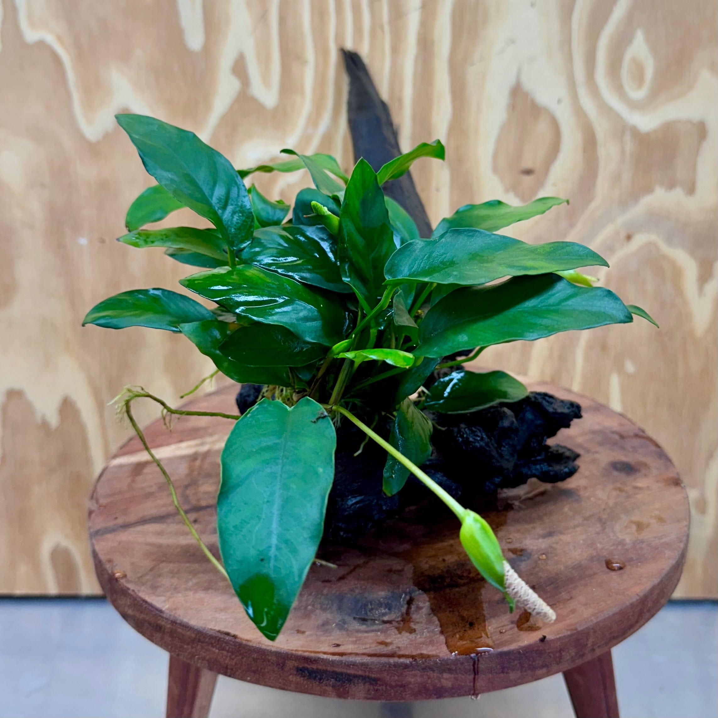 Pisces Enterprises One Only Anubias 'Petite Emerald Heart' on Medium Driftwood Creation - One Only - Elegant Anubias Petite Emerald Heart on Medium Driftwood - ONE ONLY - Scapeshop